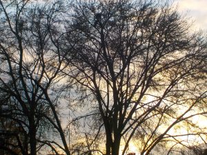 Sunset through bare trees making silhouettes autumn photography