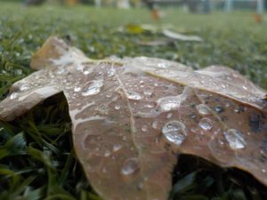 Close up of a leaf with water droplets on it after school