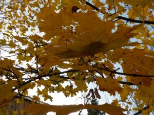 Orange leaves falling down in autumn photography fun